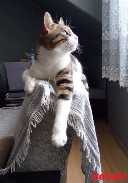 Tekir Kedi, Kedi  BAMBAM fotoğrafı