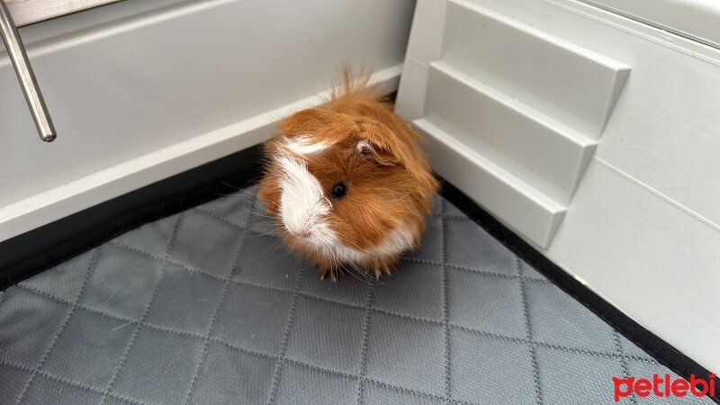 Guinea Pig, Kemirgen  Yumuk fotoğrafı