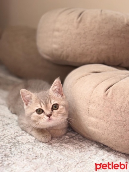 British Shorthair, Kedi  Leydi fotoğrafı