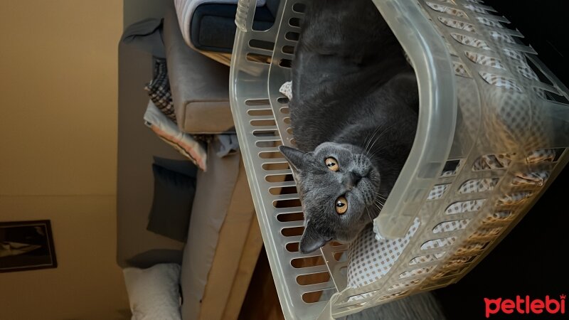 British Shorthair, Kedi  gigi fotoğrafı