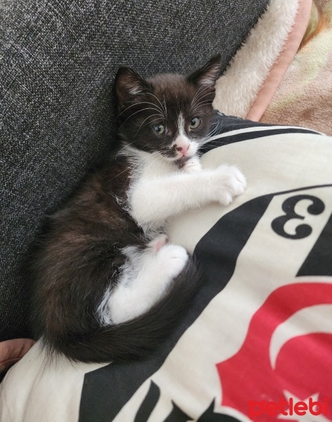 British Shorthair, Kedi  cookie fotoğrafı