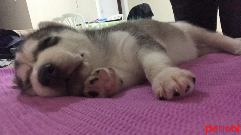 Sibirya Kurdu (Husky), Köpek  Lucy fotoğrafı