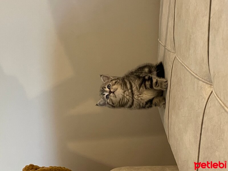 British Shorthair, Kedi  Eva fotoğrafı