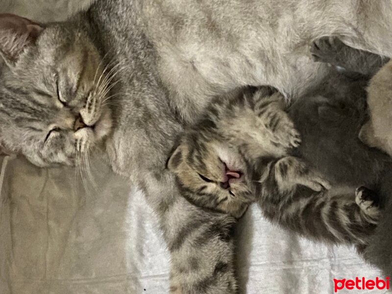 British Shorthair, Kedi  Eva fotoğrafı