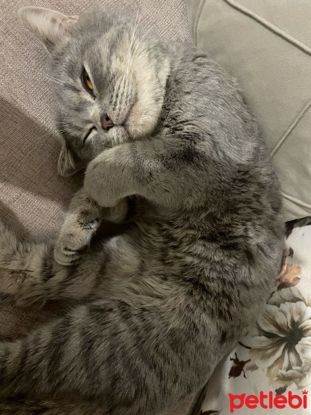 British Shorthair, Kedi  Gofret fotoğrafı