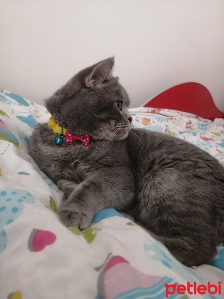 British Shorthair, Kedi  Gofret fotoğrafı