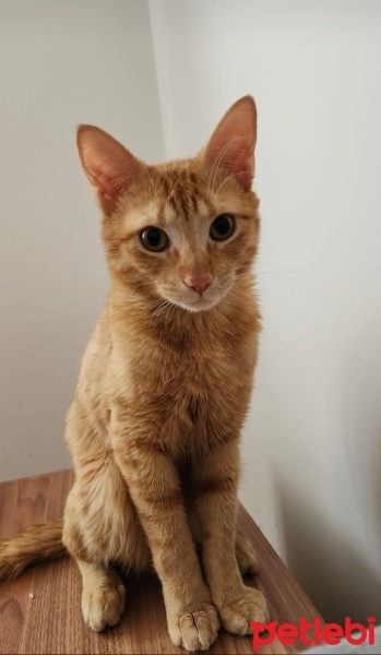 Sarman, Kedi  Leo fotoğrafı