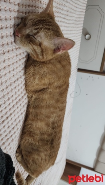 Sarman, Kedi  Leo fotoğrafı