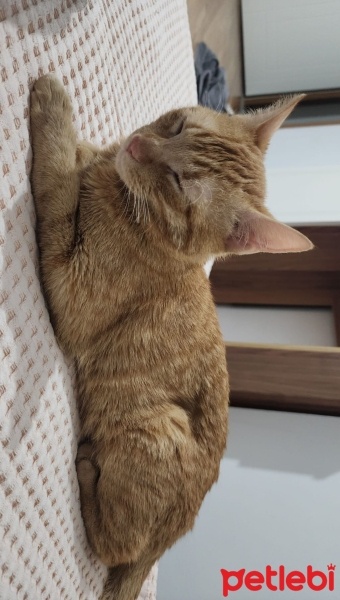 Sarman, Kedi  Leo fotoğrafı