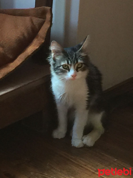 Norwegian Forest, Kedi  Valens fotoğrafı