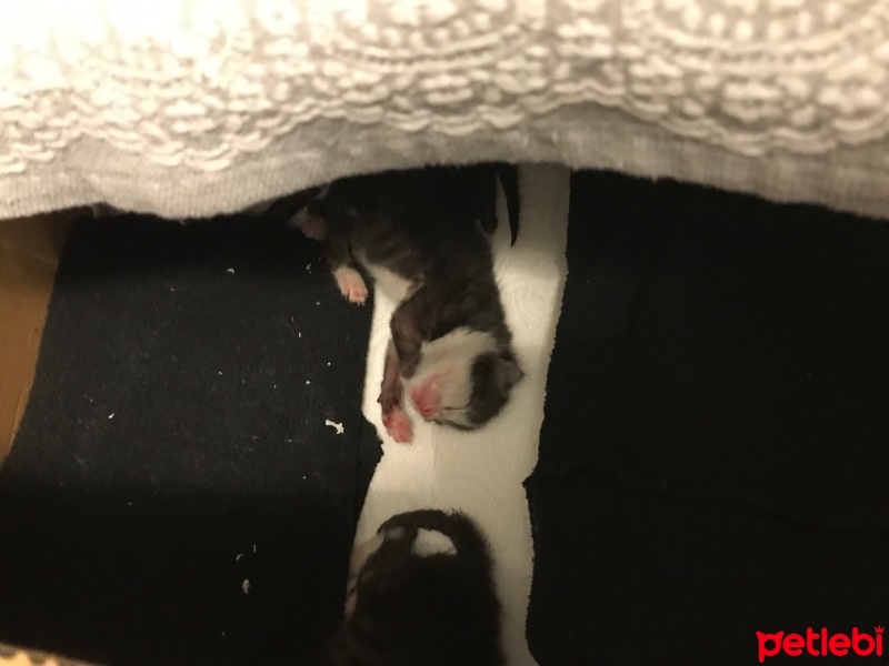 Tekir Kedi, Kedi  Miskin fotoğrafı