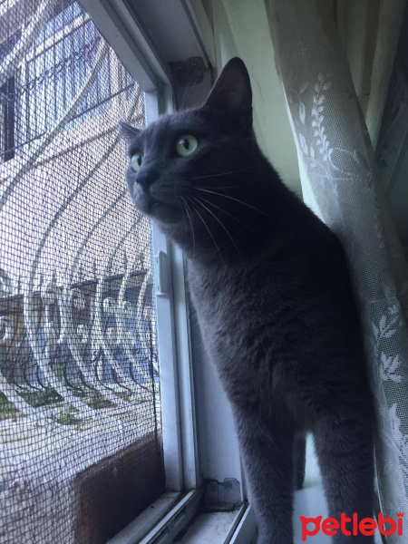 Mavi Rus, Kedi  Yicem fotoğrafı