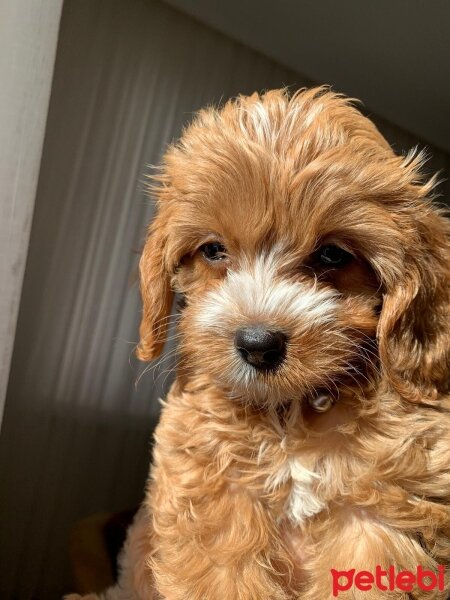 Maltese, Köpek  maltipoo fotoğrafı