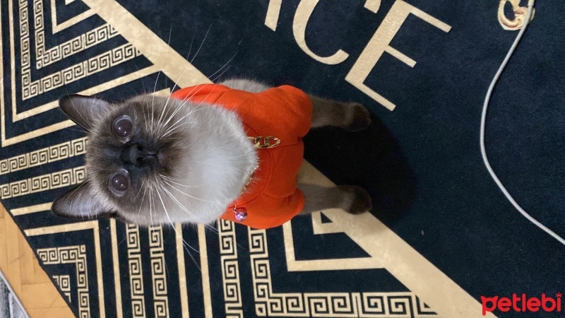 Siyam Kedisi, Kedi  Miya fotoğrafı