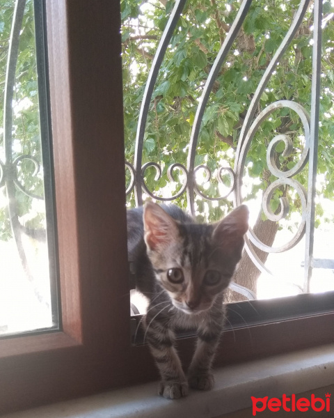 Tekir Kedi, Kedi  KALP fotoğrafı