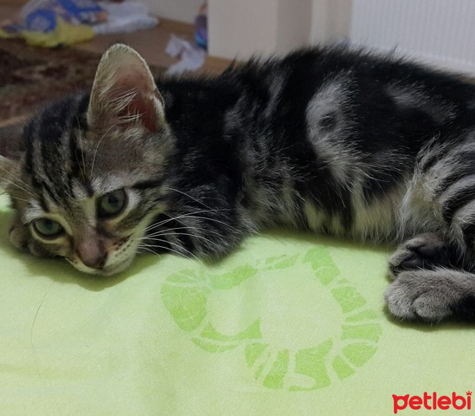 Tekir Kedi, Kedi  KALP fotoğrafı