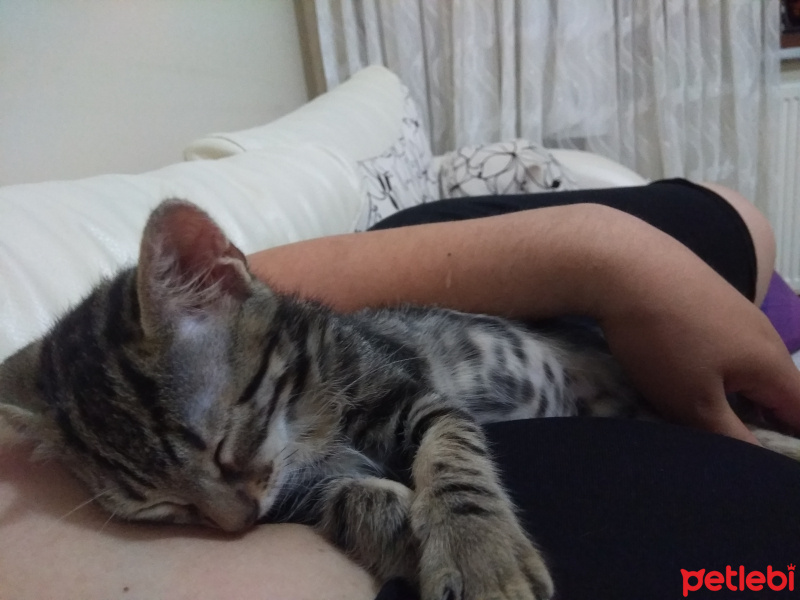 Tekir Kedi, Kedi  KALP fotoğrafı
