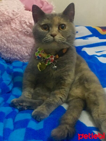 British Shorthair, Kedi  Alice fotoğrafı