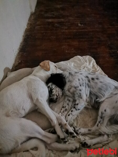 İngiliz Setter, Köpek  Şans ve pamuk fotoğrafı