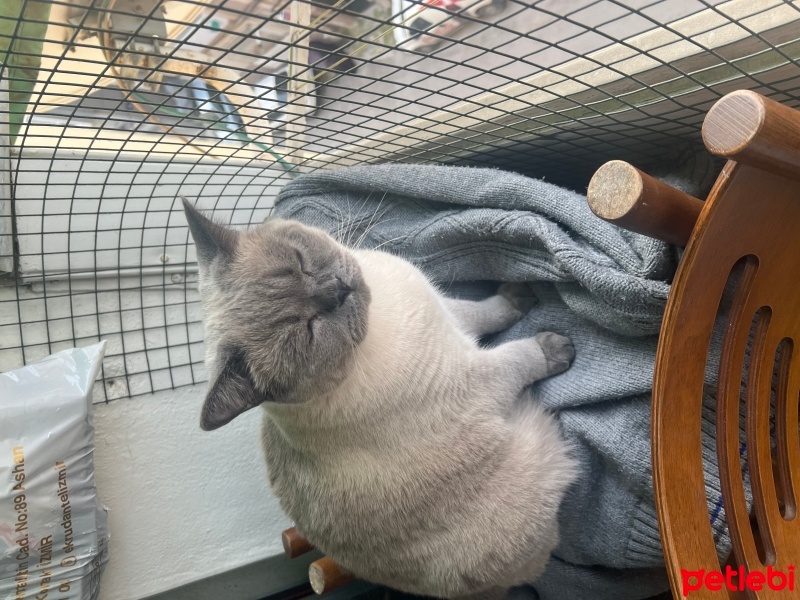 Brazilian Shorthair, Kedi  Loki fotoğrafı