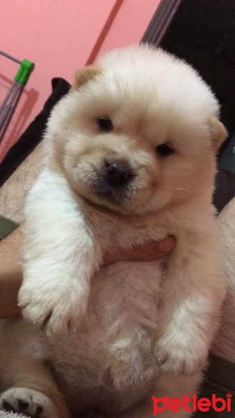 Chow Chow (çin Aslanı), Köpek  Pamuk fotoğrafı