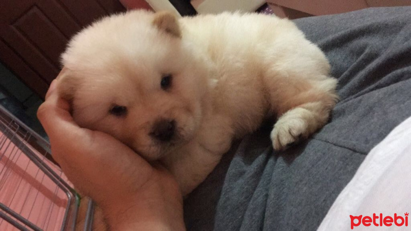Chow Chow (çin Aslanı), Köpek  Pamuk fotoğrafı