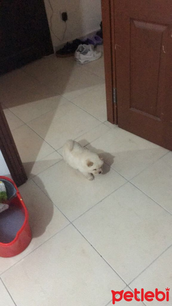 Chow Chow (çin Aslanı), Köpek  Pamuk fotoğrafı