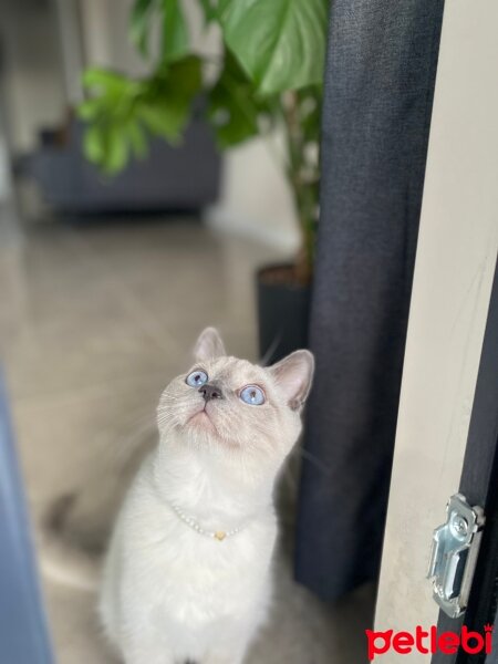 British Shorthair, Kedi  Paşa fotoğrafı