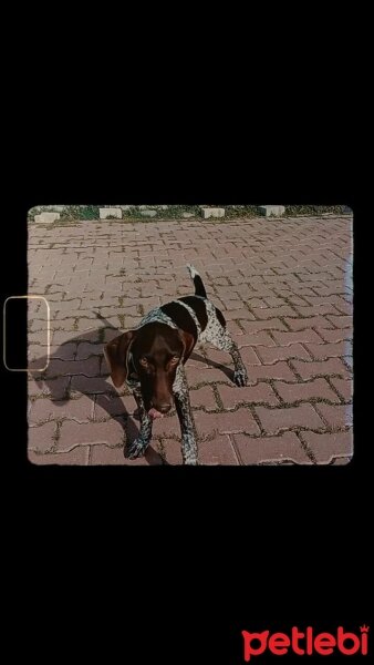 Pointer, Köpek  Arwen fotoğrafı