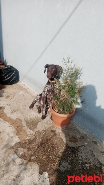 Pointer, Köpek  Arwen fotoğrafı