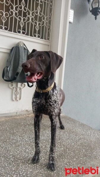 Pointer, Köpek  Arwen fotoğrafı