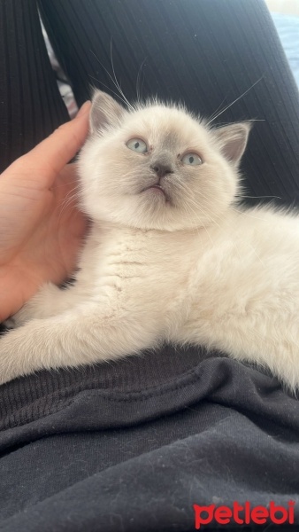 British Longhair, Kedi  Gofret fotoğrafı