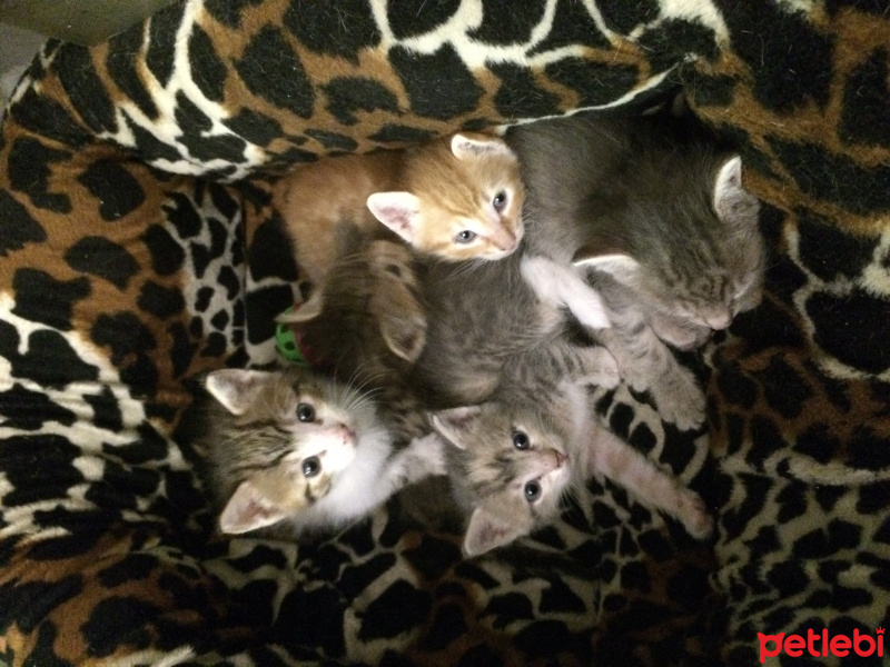 Tekir Kedi, Kedi  kül kedileri fotoğrafı