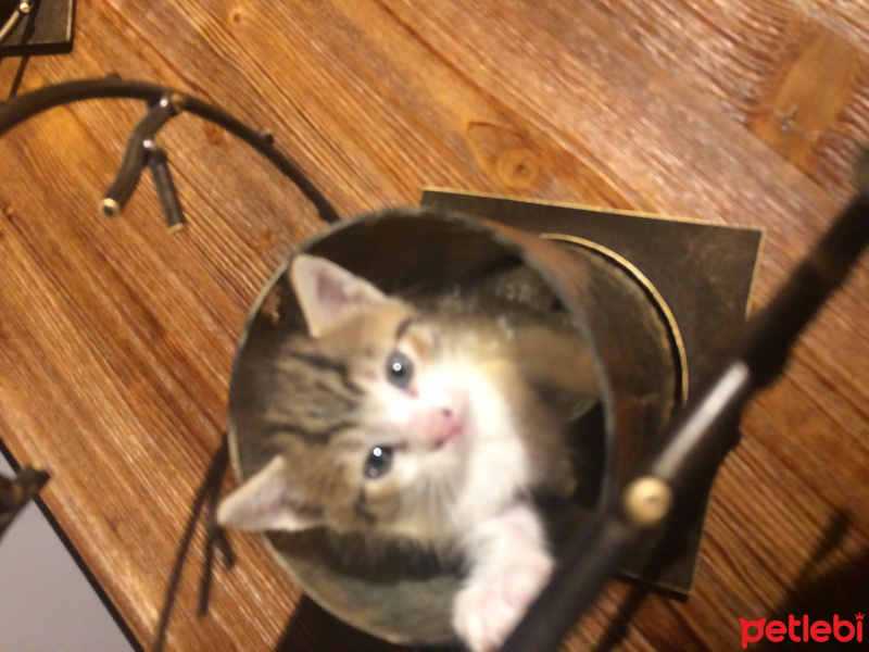 Tekir Kedi, Kedi  kül kedileri fotoğrafı