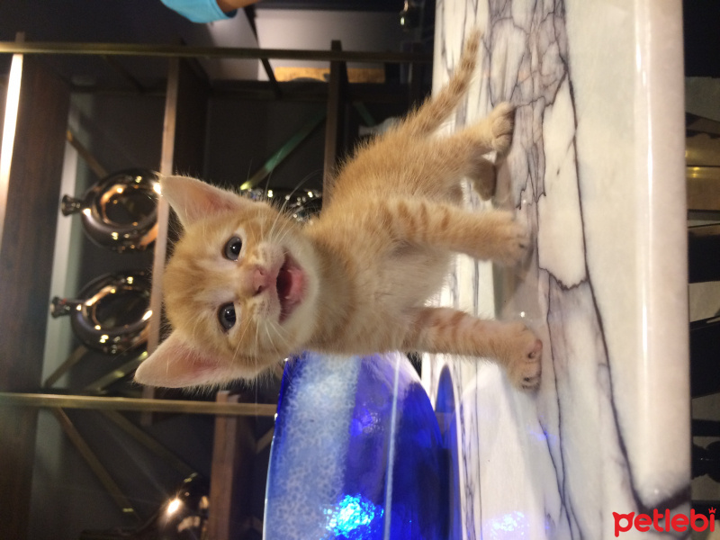 Tekir Kedi, Kedi  kül kedileri fotoğrafı