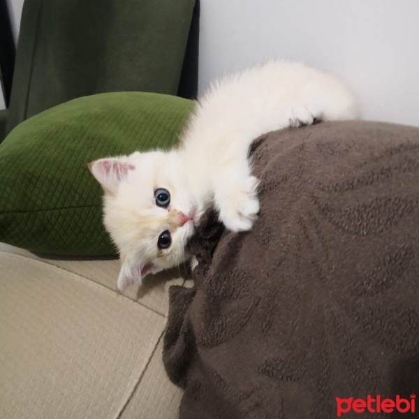 British Shorthair, Kedi  Leo fotoğrafı