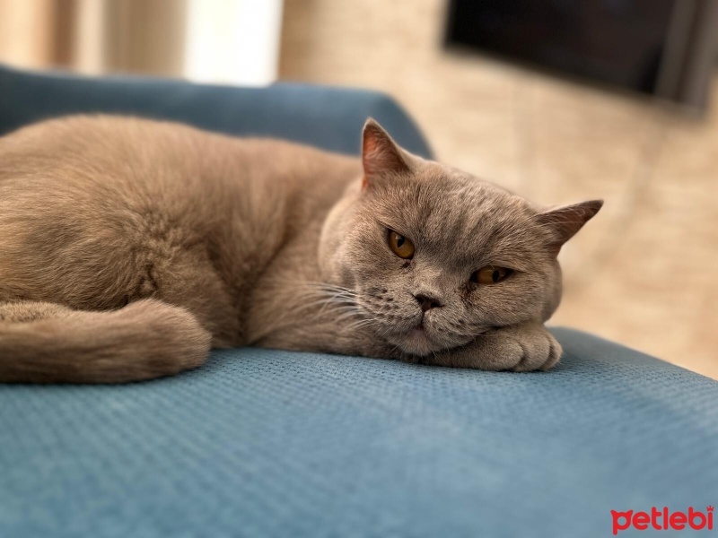 British Shorthair, Kedi  BELLA fotoğrafı