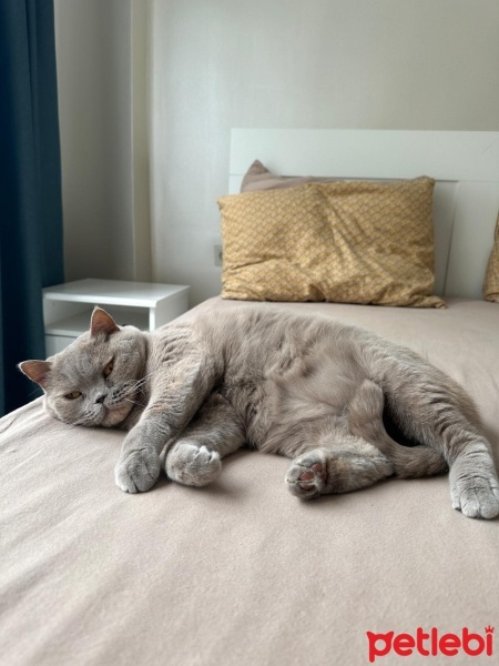 British Shorthair, Kedi  BELLA fotoğrafı