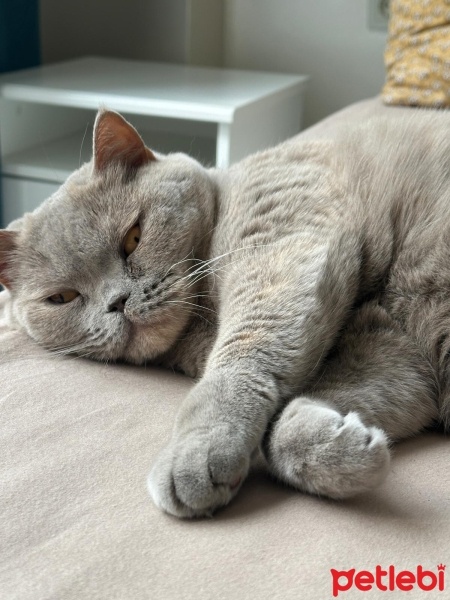 British Shorthair, Kedi  BELLA fotoğrafı