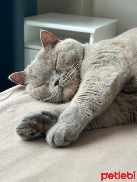 British Shorthair, Kedi  BELLA fotoğrafı