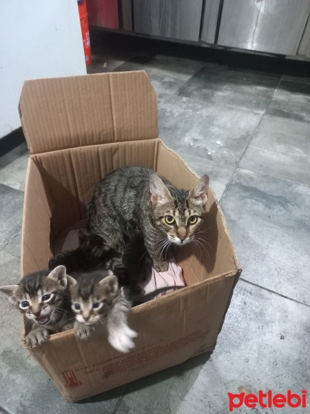 Tekir Kedi, Kedi  Minik fotoğrafı
