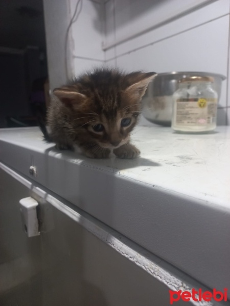 Tekir Kedi, Kedi  Minik fotoğrafı