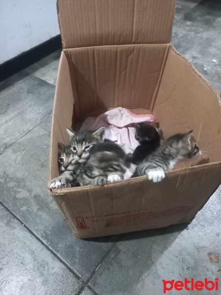 Tekir Kedi, Kedi  Minik fotoğrafı