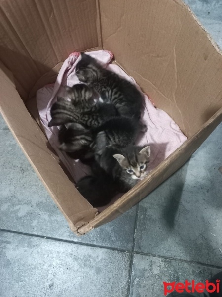 Tekir Kedi, Kedi  Minik fotoğrafı
