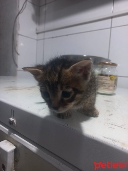 Tekir Kedi, Kedi  Minik fotoğrafı
