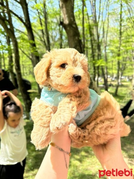 Siyah ve Açık Kahverengi Rakun Tazısı, Köpek  Karamel fotoğrafı