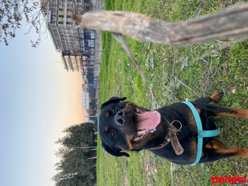 Rottweiler, Köpek  Güneş fotoğrafı