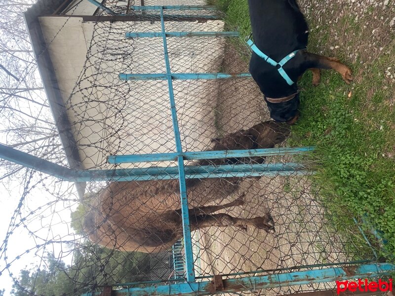 Rottweiler, Köpek  Güneş fotoğrafı