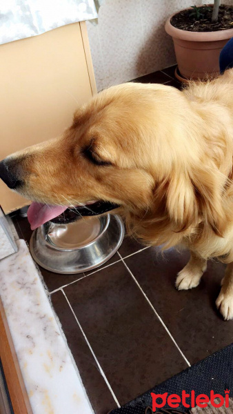 Golden Retriever, Köpek  Romeo fotoğrafı