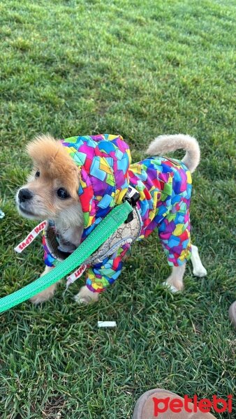 Pomeranyalı, Köpek  balım fotoğrafı